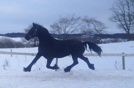 Frieser Geartsje Tjimske K. [Solgt] - December 2012 <3 billede 20