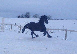 Frieser Geartsje Tjimske K. [Solgt] - December 2012 <3 billede 14