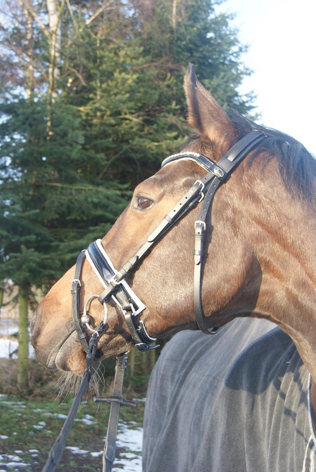 Dansk Varmblod Licrido af Tanderupholm - Efter den 4. ridetur i genoptræning :o) Den 24. december 2012 billede 12