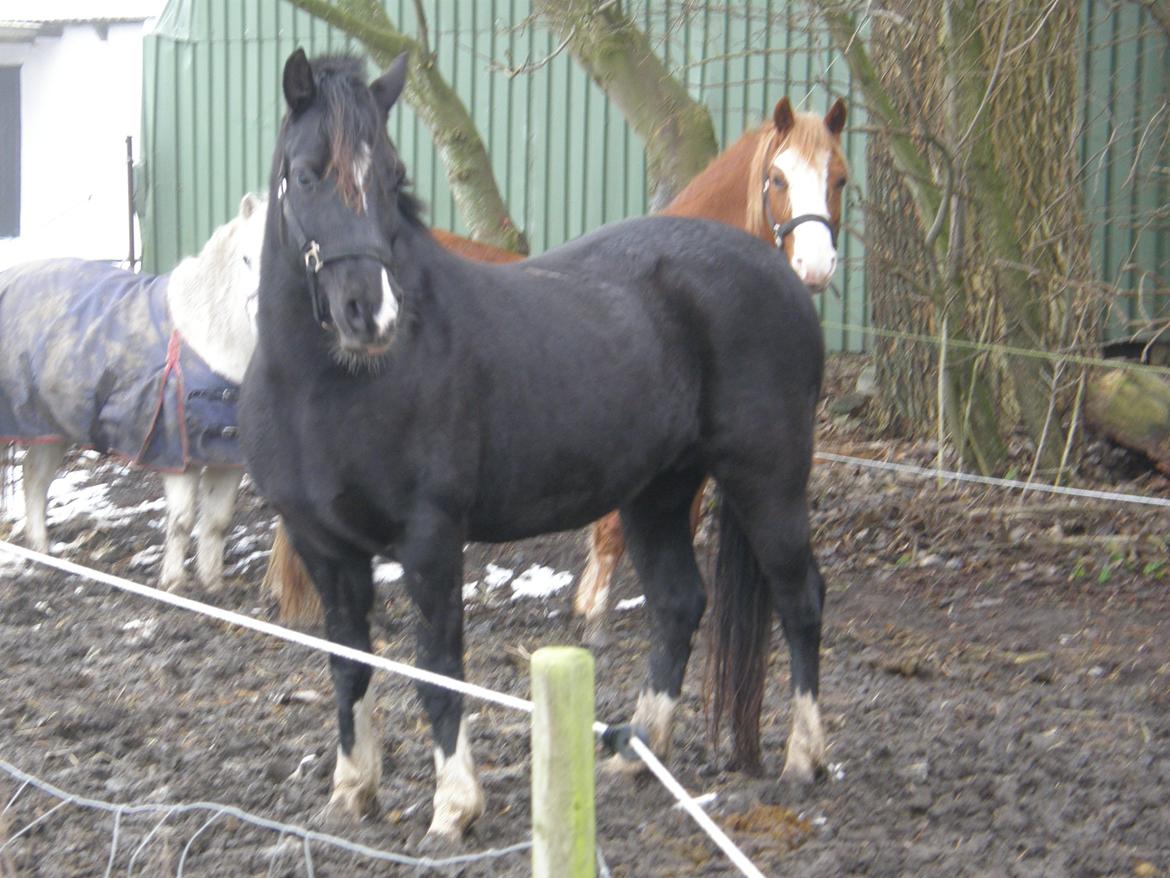 Welsh Pony af Cob-type (sec C) GRIBSVADS BLACKI billede 3