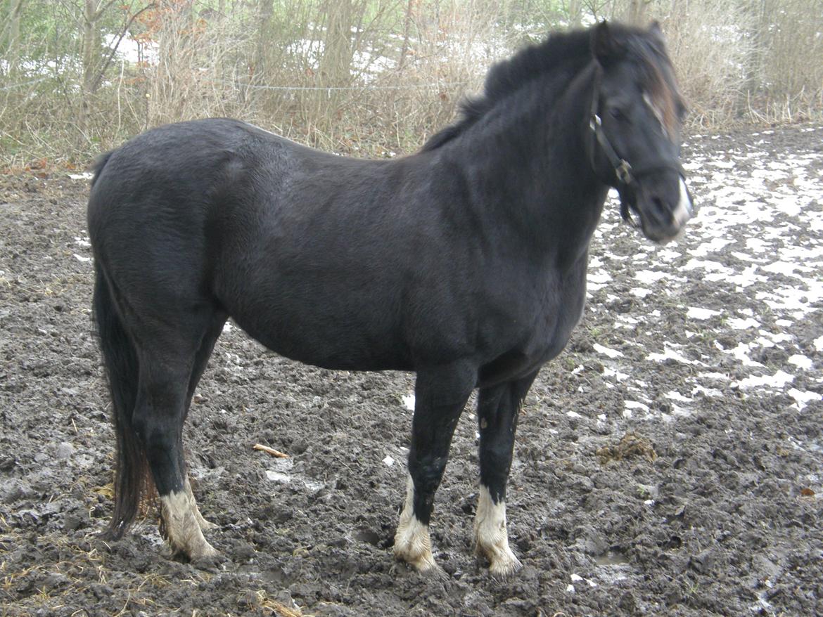 Welsh Pony af Cob-type (sec C) GRIBSVADS BLACKI billede 4