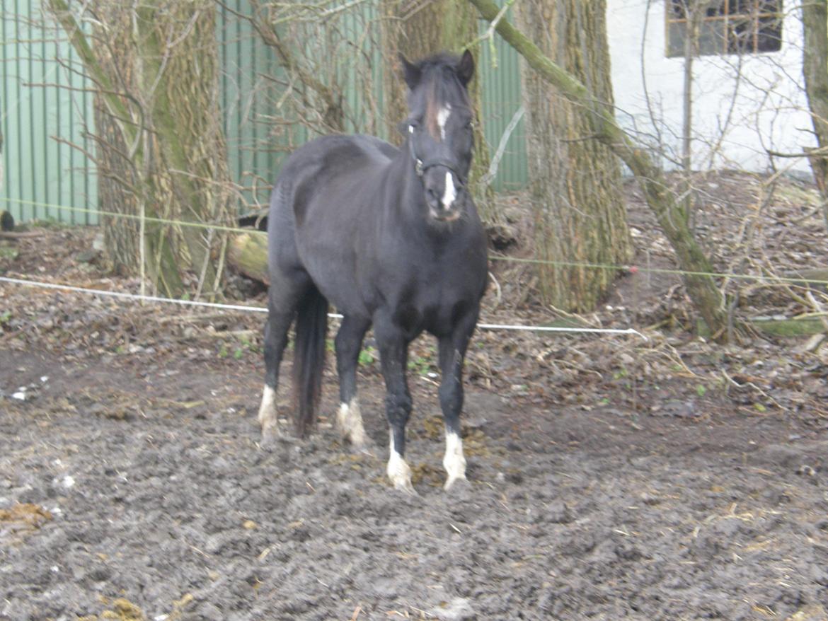 Welsh Pony af Cob-type (sec C) GRIBSVADS BLACKI billede 5