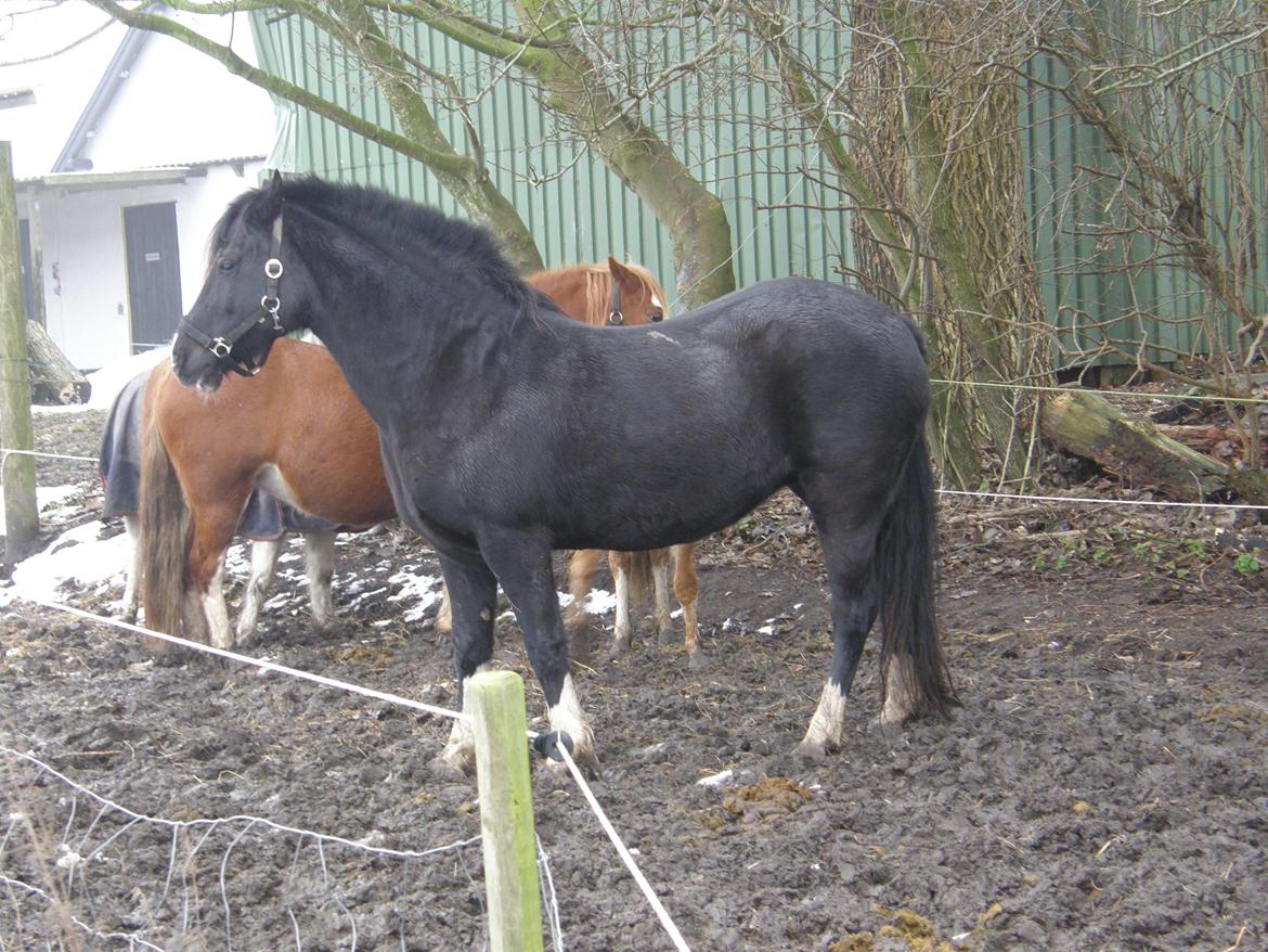 Welsh Pony af Cob-type (sec C) GRIBSVADS BLACKI billede 6