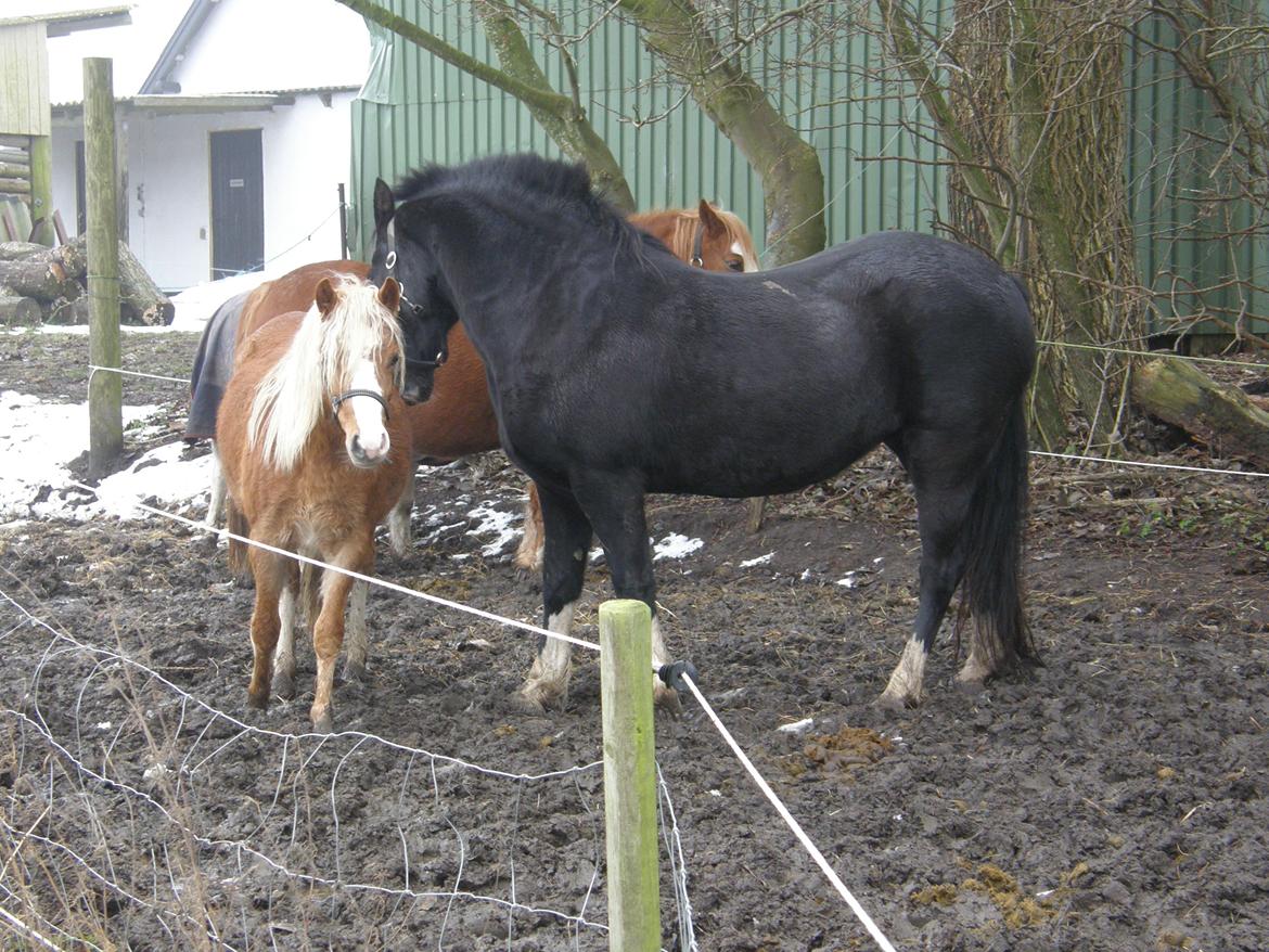 Welsh Pony af Cob-type (sec C) GRIBSVADS BLACKI billede 7