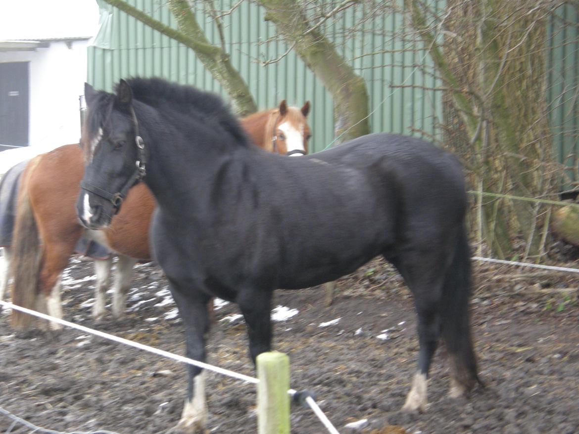 Welsh Pony af Cob-type (sec C) GRIBSVADS BLACKI billede 8