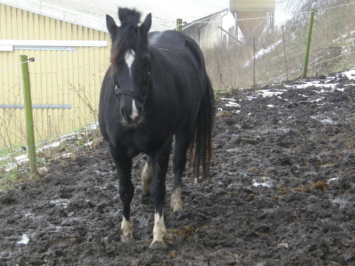 Welsh Pony af Cob-type (sec C) GRIBSVADS BLACKI billede 9