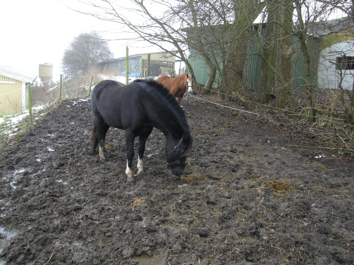 Welsh Pony af Cob-type (sec C) GRIBSVADS BLACKI billede 10