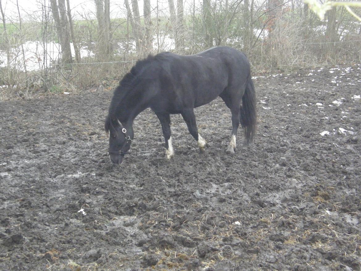 Welsh Pony af Cob-type (sec C) GRIBSVADS BLACKI billede 11