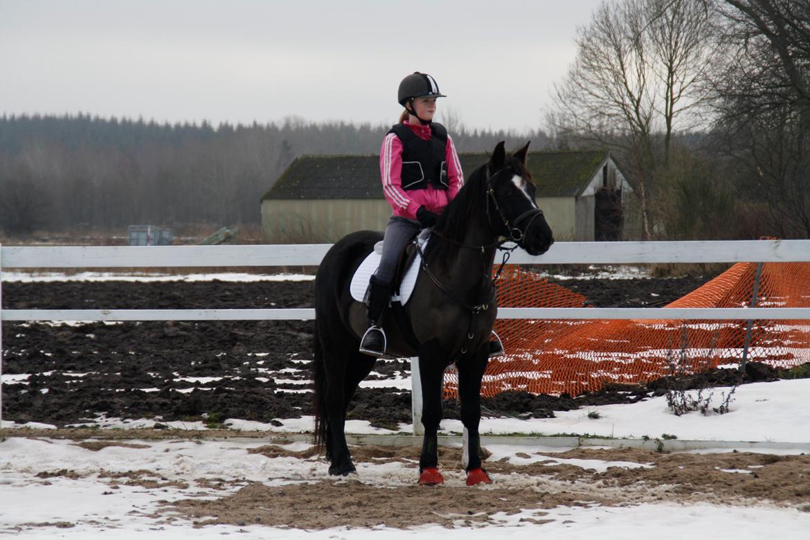 Svensk Sportspony  Blackie Brown :) - velkommen til Blackies profil han ville blive glad vis du lage en sød kommentar <33du bare den smukkeste pony ever <3foto (far) billede 1