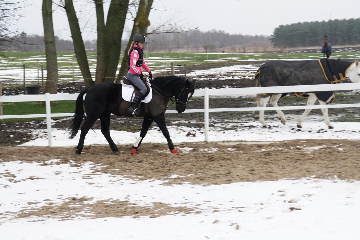 Svensk Sportspony  Blackie Brown :) - du er bare blevet så god til dressur er bare så stolt af dig<3 foto (far)
 billede 12