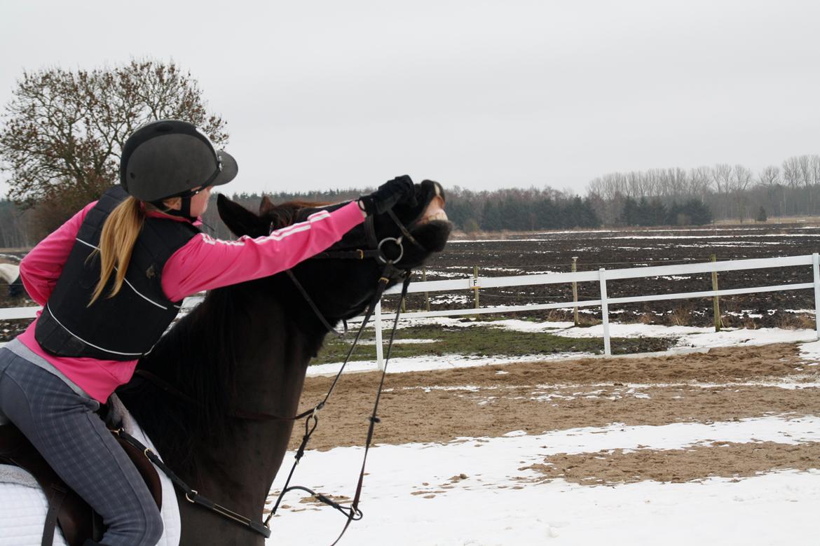 Svensk Sportspony  Blackie Brown :) - nu har du lært at smile fra ryggen <3 foto (far) billede 3
