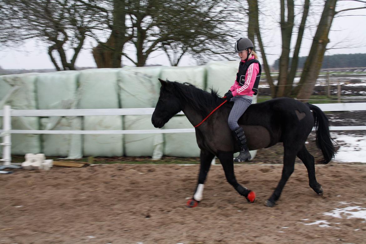 Svensk Sportspony  Blackie Brown :) - nu kan vi endelig ride i codeo efter lang tids trænging <3foto (far) billede 7