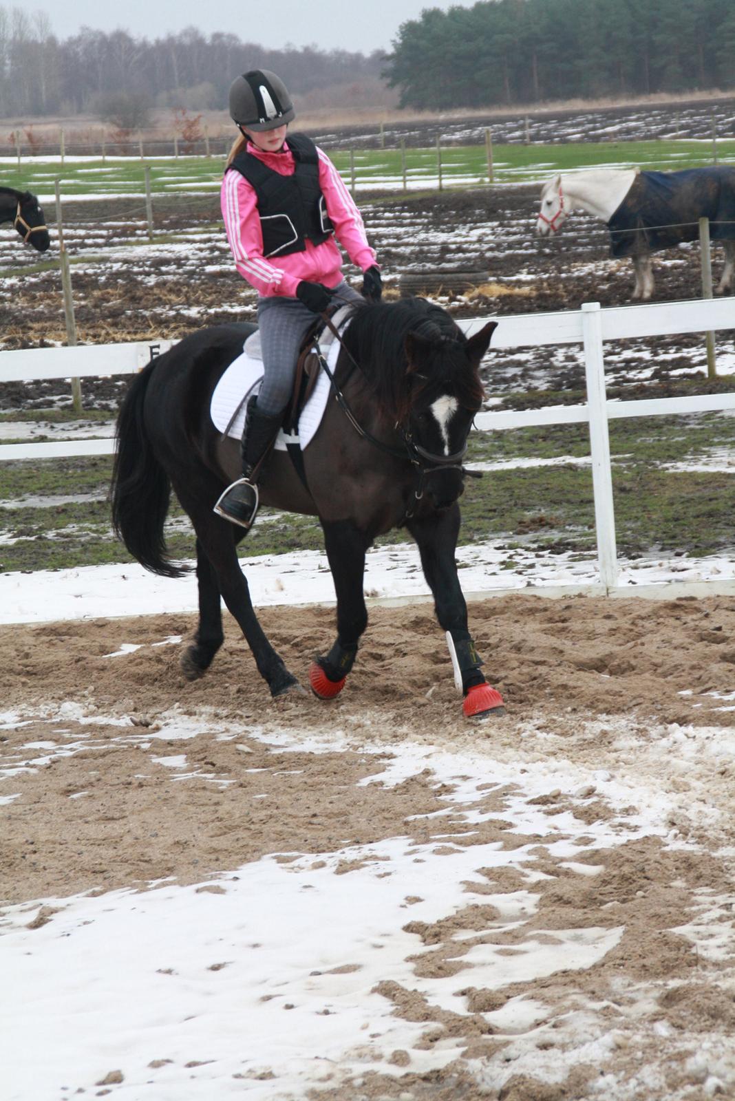 Svensk Sportspony  Blackie Brown :) - du verdens bedste part du har forandret mit liv <3 foto (far) billede 6