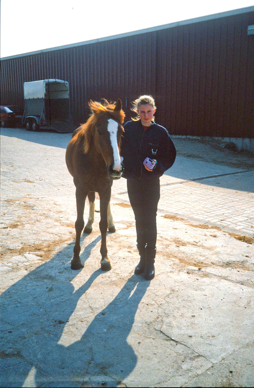 Tysk Sportspony Montana billede 7