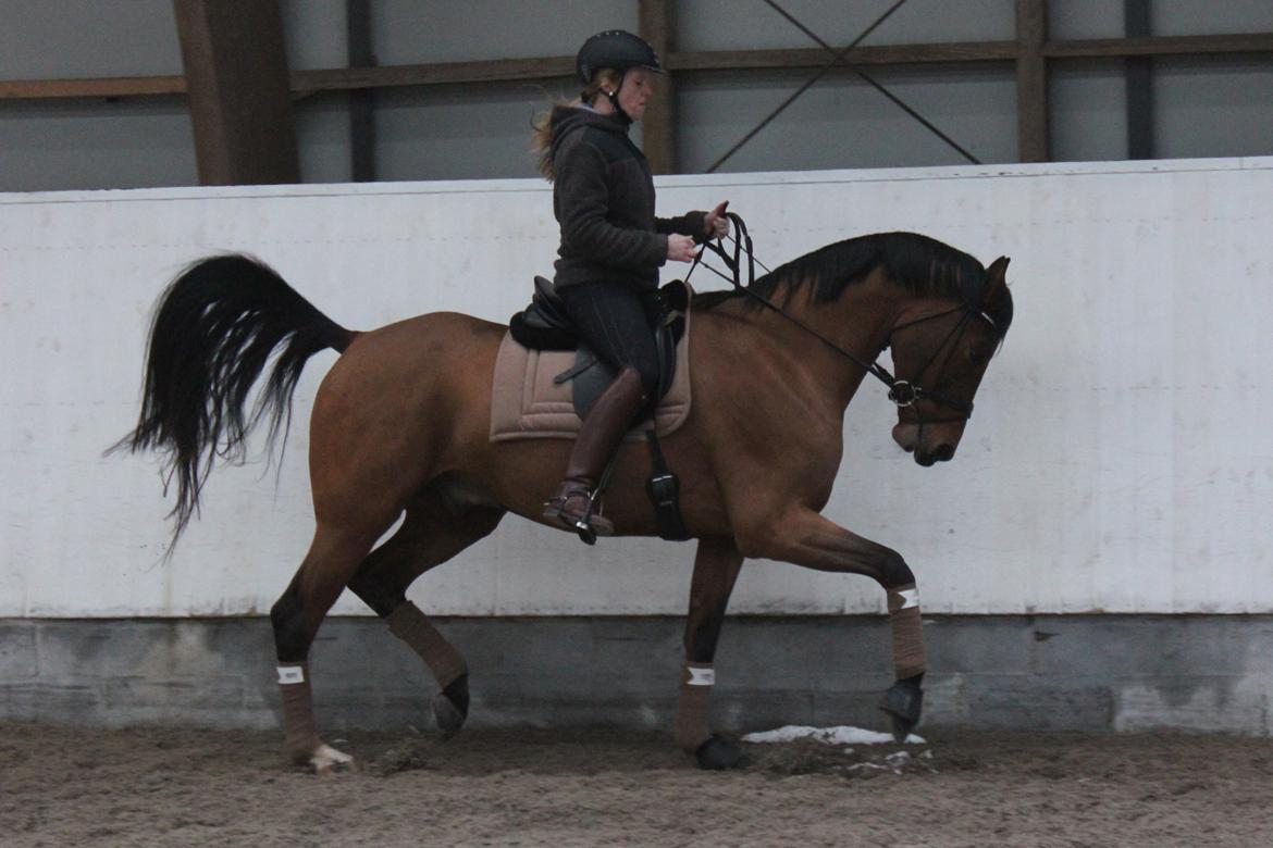 Dansk Varmblod Lukas Stensvang billede 14