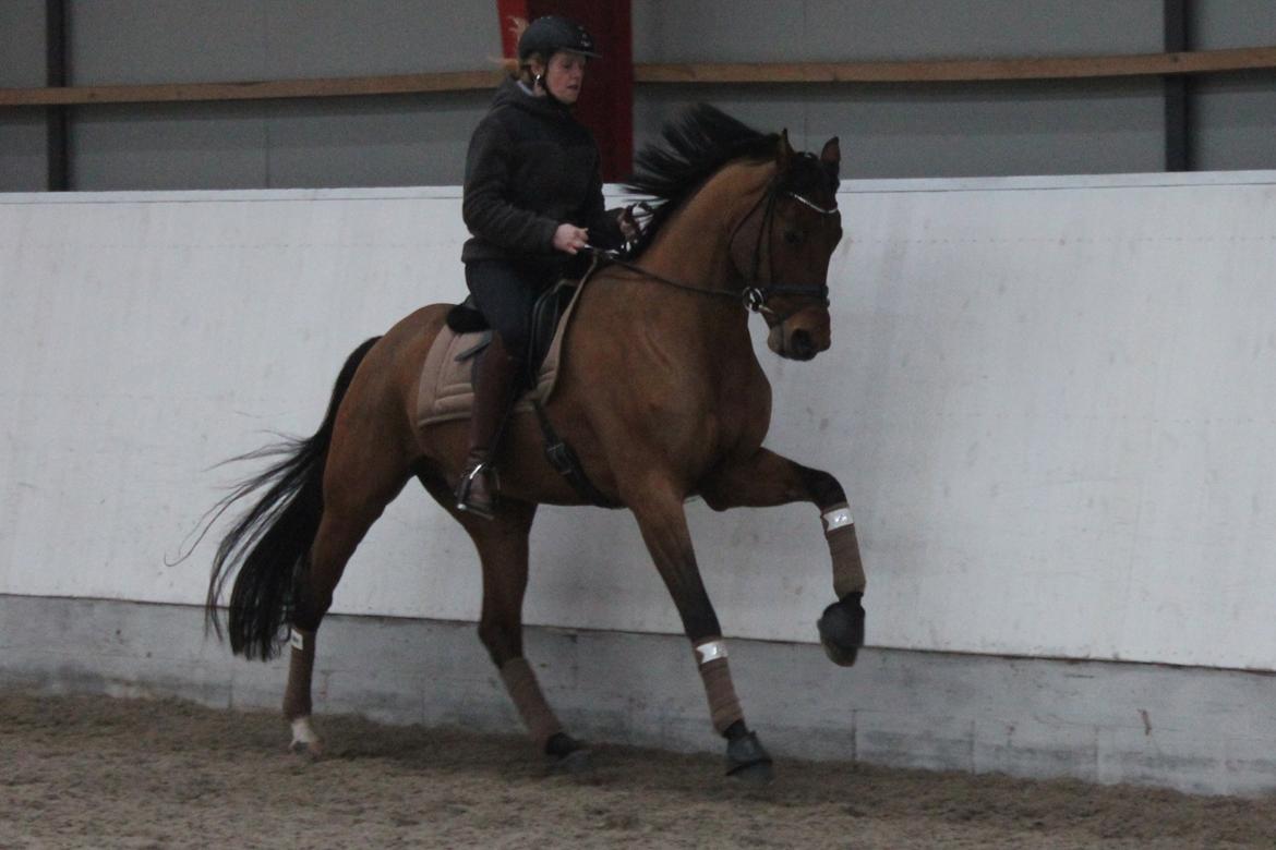 Dansk Varmblod Lukas Stensvang billede 15