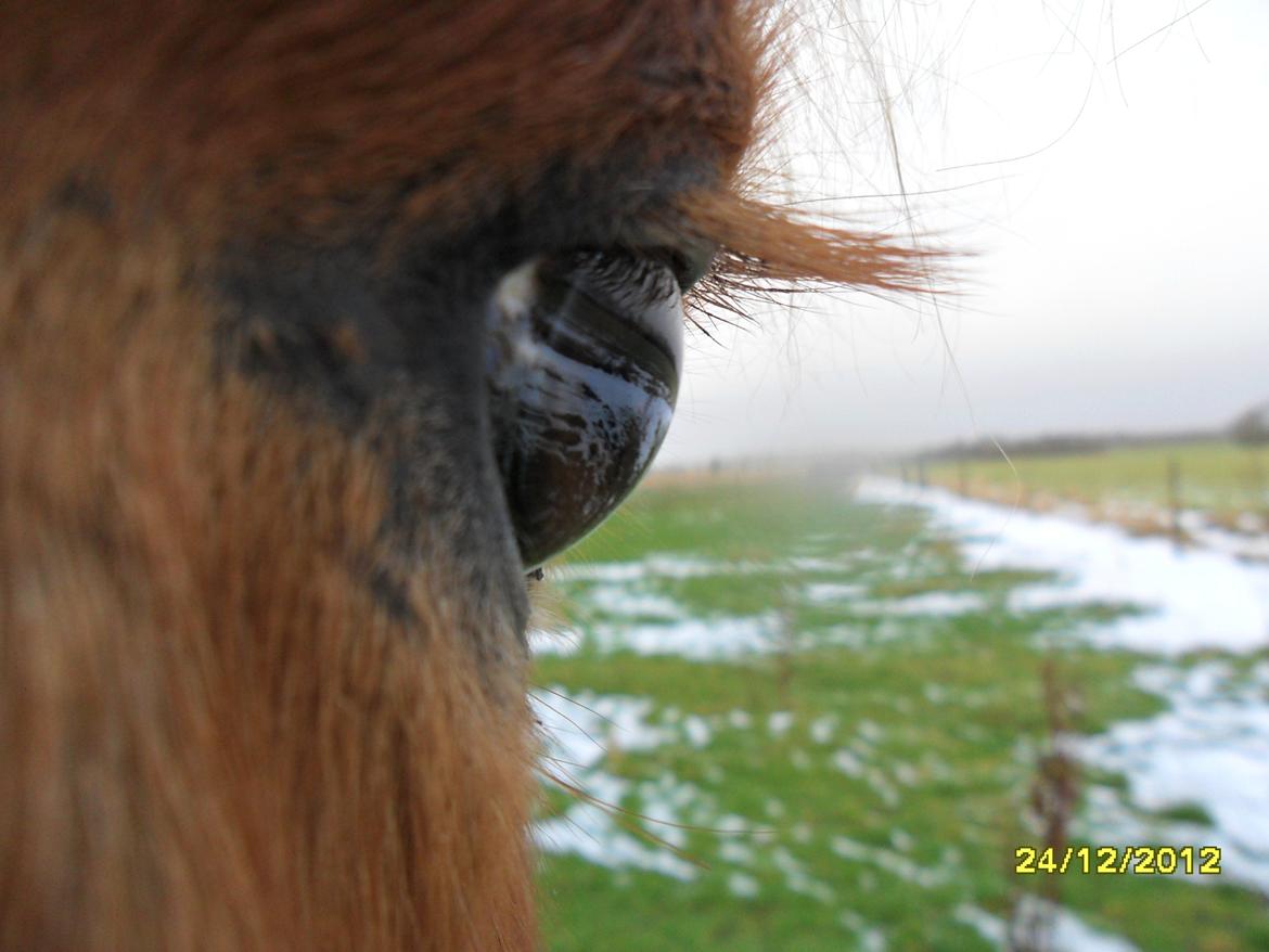 Islænder Loke fra xxx - Det øje ... er guld vær... det sider på min hest... han er hele min verden!<3 billede 11