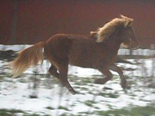 Islænder Loke fra xxx - En lille sne galop på marken!<3 billede 12