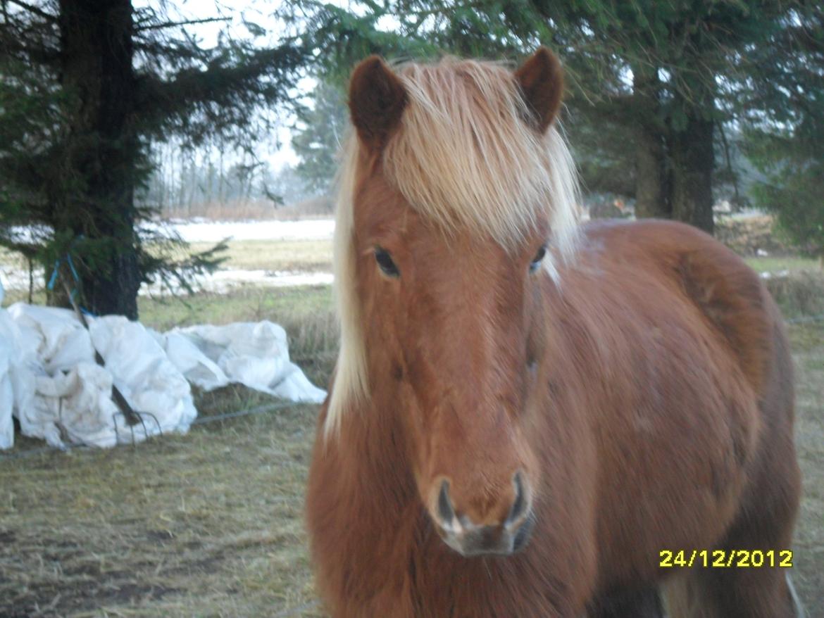 Islænder Loke fra xxx - En lækker lille ismule på min skærm<3 billede 13