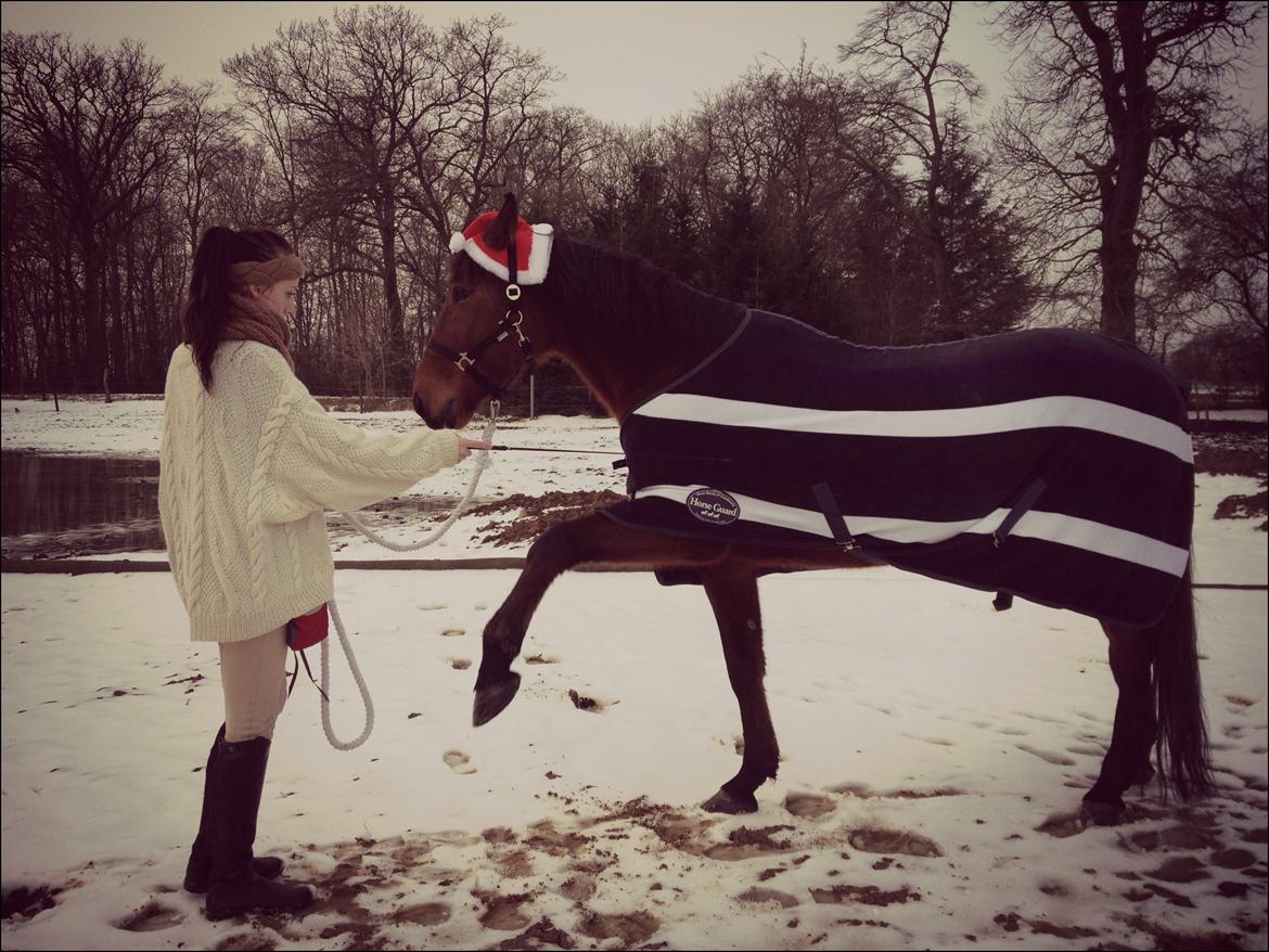 Standardbred Pettachi | Charlie - Foto: Mette | Vores nyeste trick, spanske skridt. Han ser så lille ud på det billede :)  billede 3