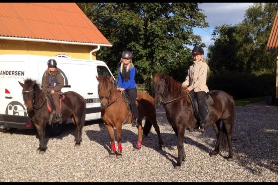 Islænder VAUKUR FRA ANNERUP (Kurt, Ildhesten) *Solgt* - Bassedyret på tur med mor(Freja, højre) og halvsøster (Svala, venstre) <3 billede 18