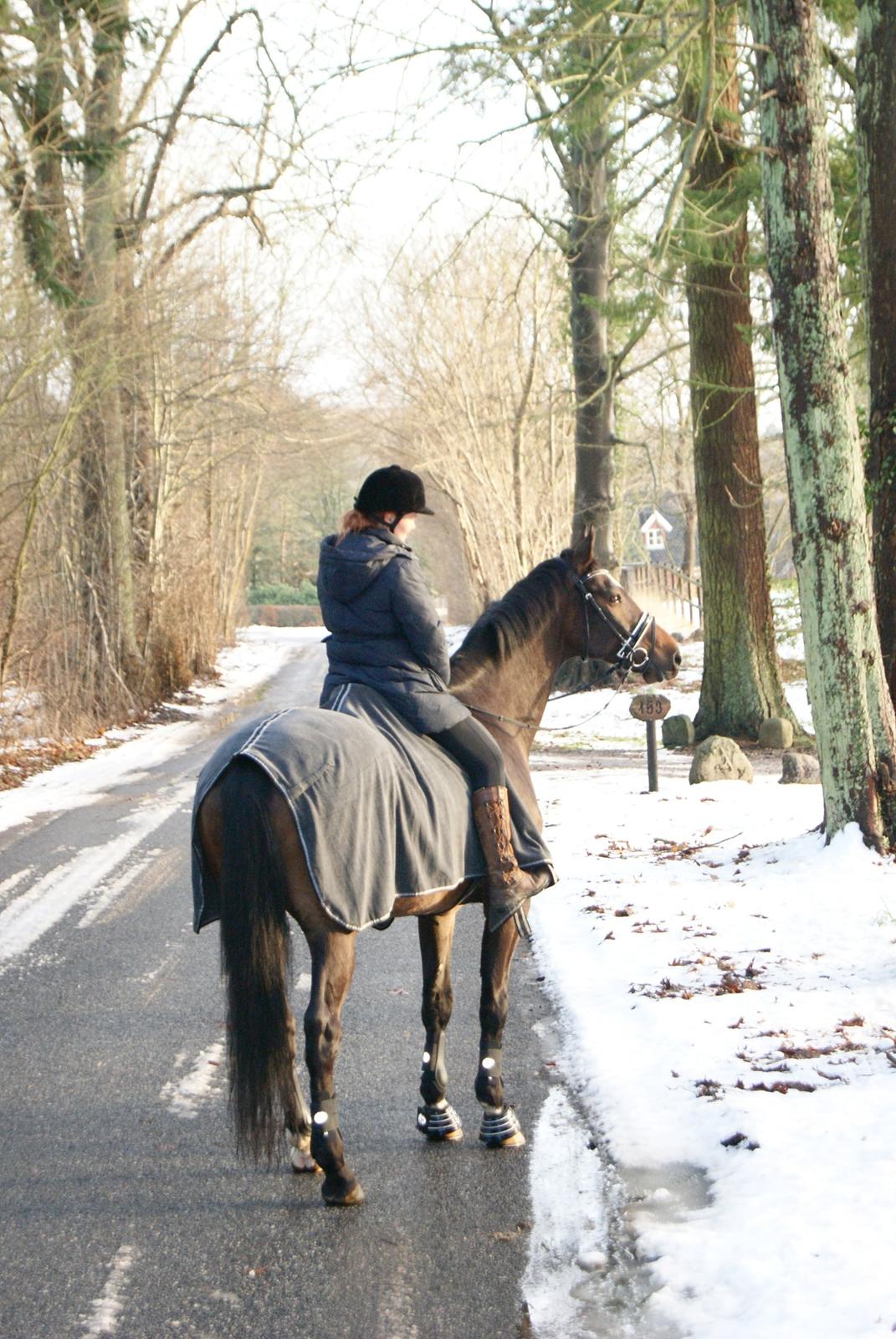 Dansk Varmblod Licrido af Tanderupholm - Juletur med Katharina og Daffani den 24. december 2012 billede 2