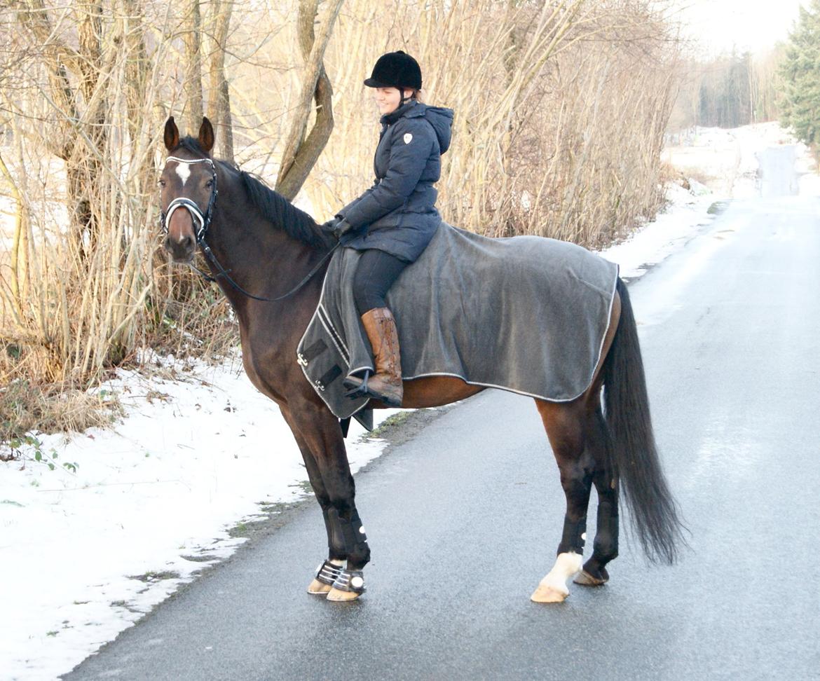 Dansk Varmblod Licrido af Tanderupholm - Fantastisk juletur på stjernen sammen med Katharina og Daffani den 24. december 2012 billede 13