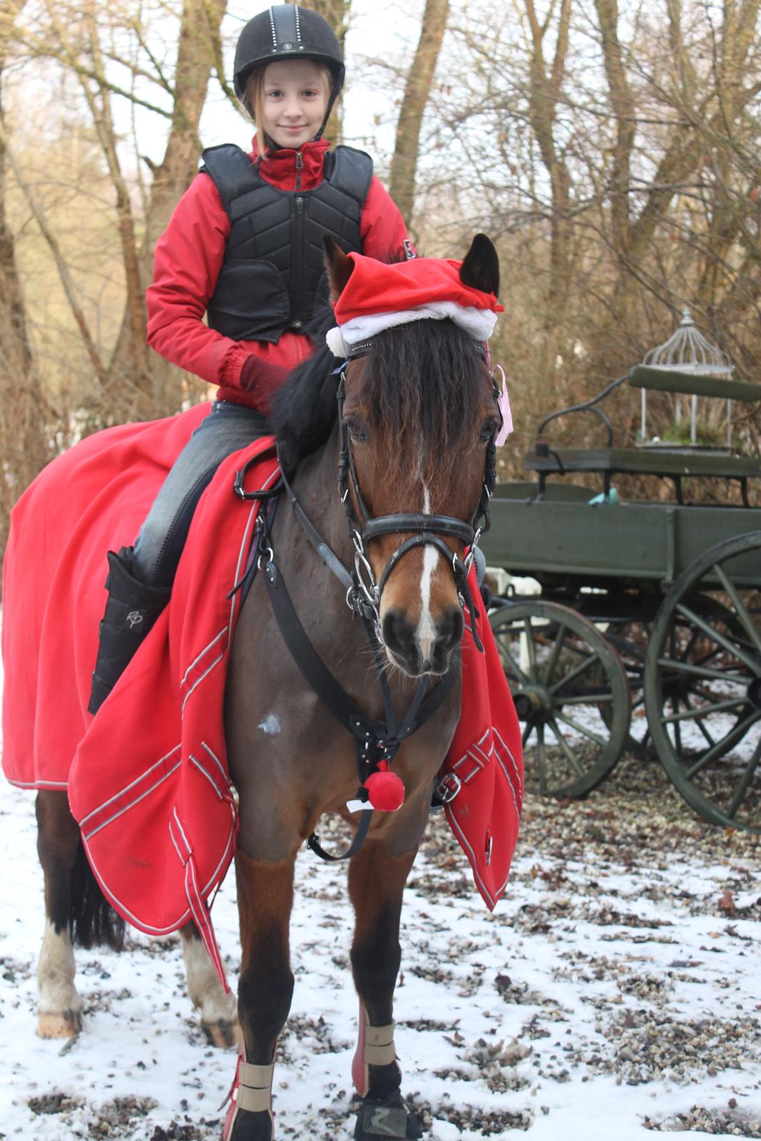 Anden særlig race La-Paloma - "All i wan't for christmas, is you!"  <3 billede 4