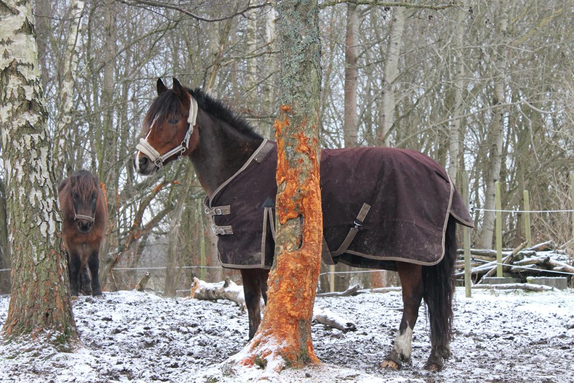 Anden særlig race La-Paloma - "Lama'er er naturens tapreste krigere!" xD billede 8