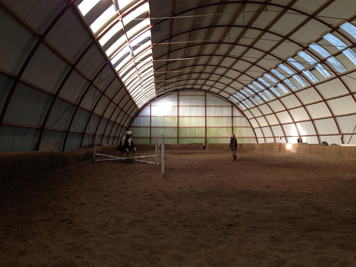 Anden særlig race Wotan - Wotan bliver løssprunget. billede 3