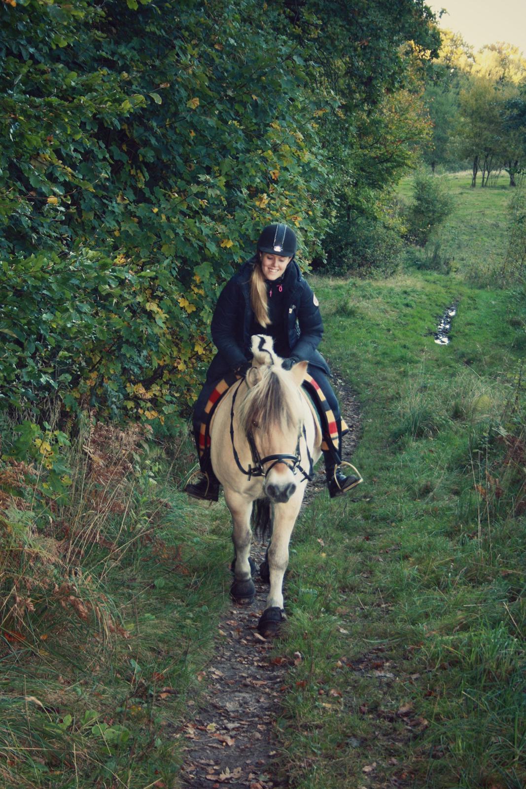Fjordhest Kastanjegårdens Nick - Min bedste ven billede 1