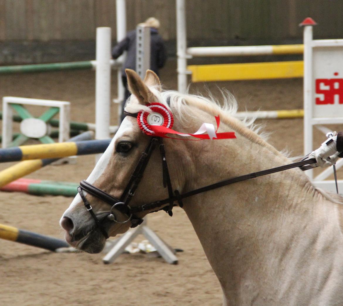 Palomino Fortunens Logo - dygtige pony! billede 1