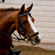 DSP Burton´s Empire (EMMI)