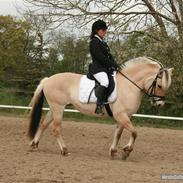 Fjordhest Mette Kildevej