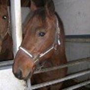 Traver Ibrahim Grimm