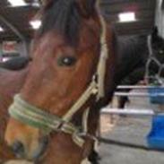 Traver Ibrahim Grimm