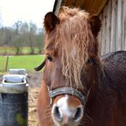Anden særlig race Palle