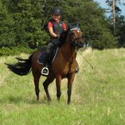 Welsh Pony (sec B) Mac Million (Stubbumgårds Tobias) Solgt og savnet<