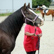 Irish Cob HEBE