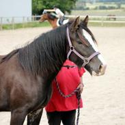 Irish Cob HEBE