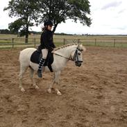 Welsh Pony (sec B) my mate macon (solgt)