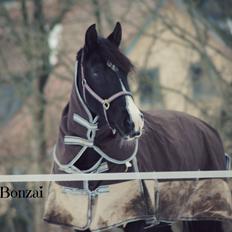 Oldenborg Bødkers bonzai