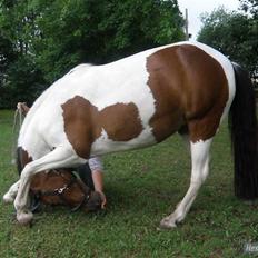 Pinto Skouvgaardens traissy