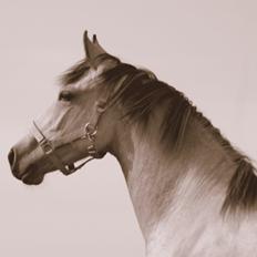 Barockpferd Birkegaards Braveheart R.I.P