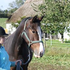 Anden særlig race Søbo's Chacor 