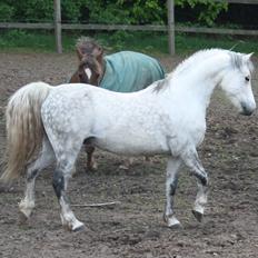 Welsh Pony (sec B) Bjerregårds Nosferatu