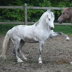 Welsh Pony (sec B) Bjerregårds Nosferatu