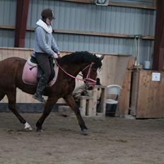 Anden særlig race Mistery Dancer (Misse)SOLGT