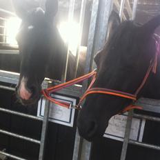 Anden særlig race Amagiteam's LittleJohn