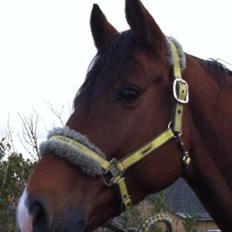 Dansk Varmblod Bakkegaardens Anemone